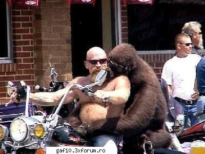 Cand voi avea o motocicleta asa voi face: - O sa ii plimb pe toti - Forum Gaf