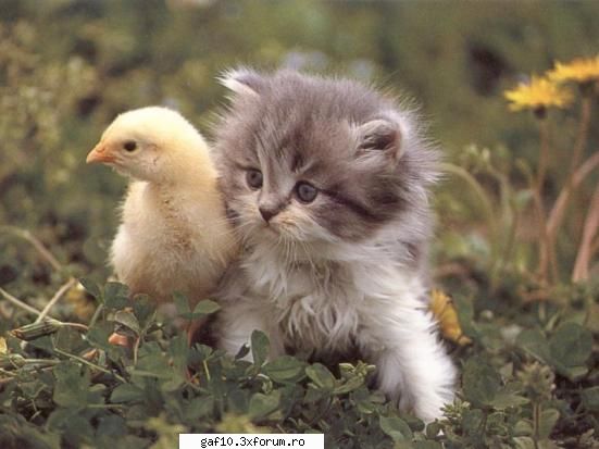 caut o fata dragutzaaaa !!!!!! - Trimite-i primul e-mail cu poza asta - Forum Gaf