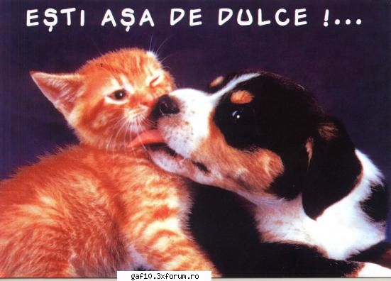 caut o fata dragutzaaaa !!!!!! - Urmatorul pas este urmatoarea poza pe care sa i-o - Forum Gaf