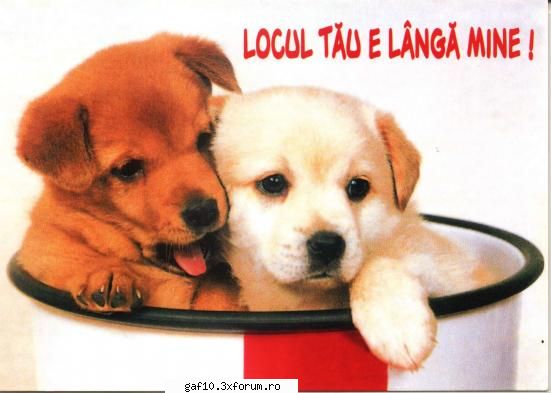 caut o fata dragutzaaaa !!!!!! - Apoi, mergi mai departe cu tot ce potzi - Forum Gaf