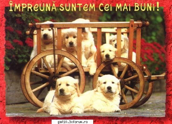caut o fata dragutzaaaa !!!!!! - Apoi fa-o sa creada k doar cu tine ve reusi - Forum Gaf