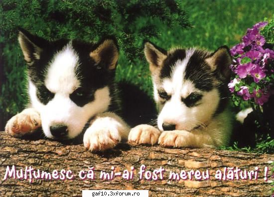 caut o fata dragutzaaaa !!!!!! - Nu uita, ka, din cand in cand sa-i mai multumesti - Forum Gaf