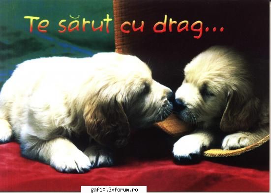 caut o fata dragutzaaaa !!!!!! - Sa ii mai zici si k o saruti, intr-un mod mai - Forum Gaf