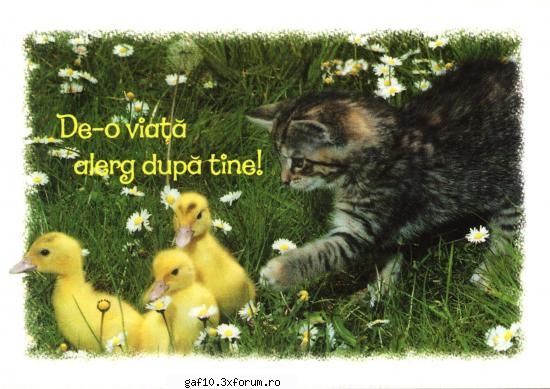 caut o fata dragutzaaaa !!!!!! - Cand vrea sa te paraseasca, spune-i k demult - Forum Gaf