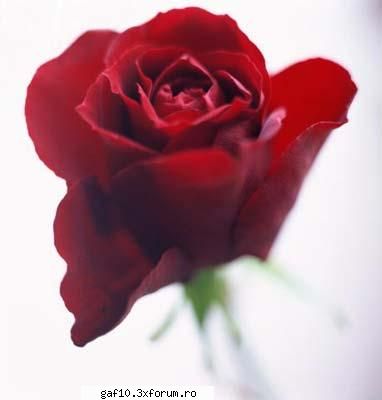 caut o fata dragutzaaaa !!!!!! - Nu uita niciodata k fetelor le plac florile - Forum Gaf